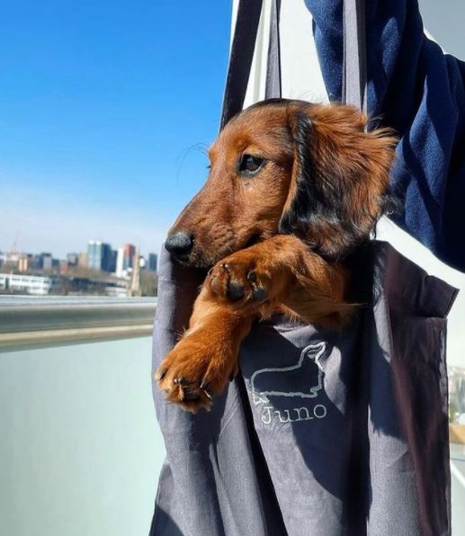 Dachshund dog in personalized embroidered tote bag with city skyline in background